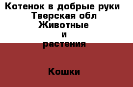 Котенок в добрые руки - Тверская обл. Животные и растения » Кошки   . Тверская обл.
